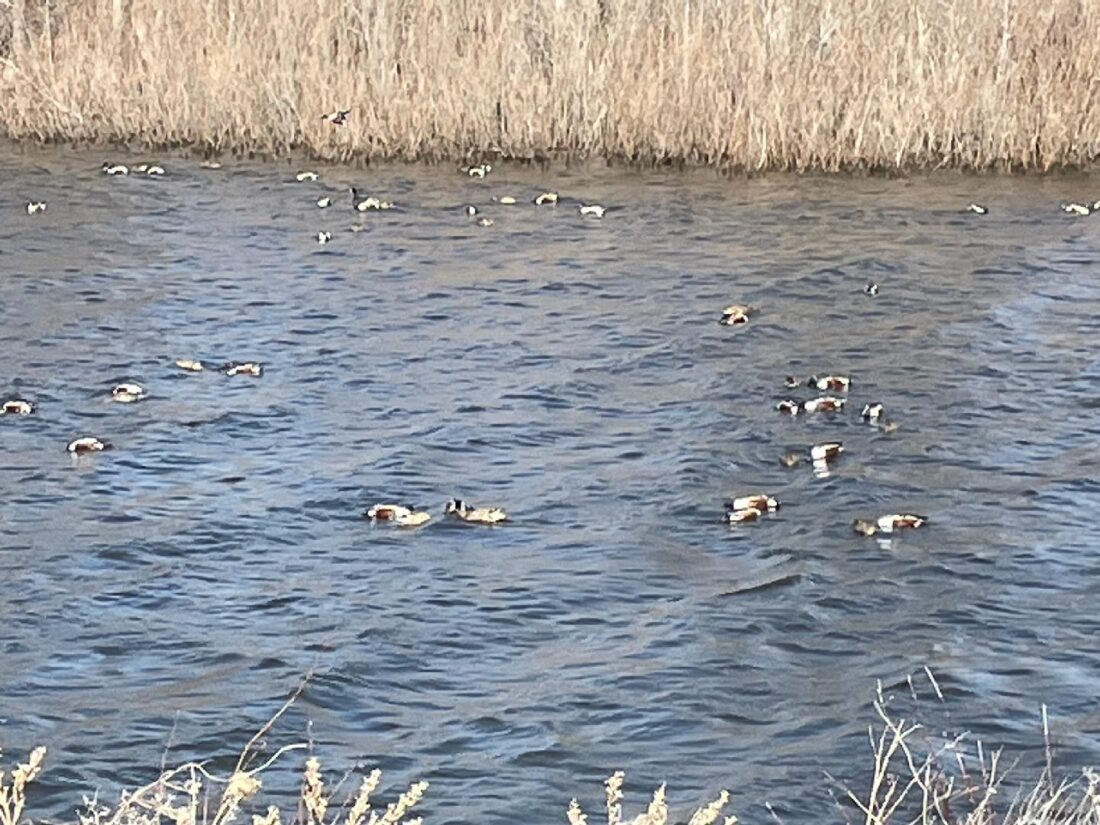 Waterfowl Watch held Saturday News, Sports, Jobs Times Republican